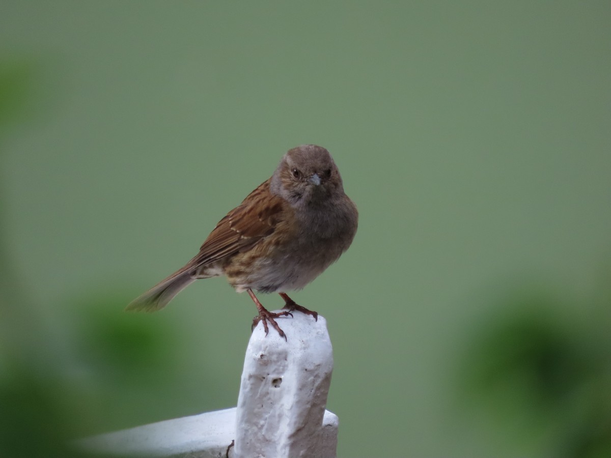 Accenteur mouchet - ML645843477