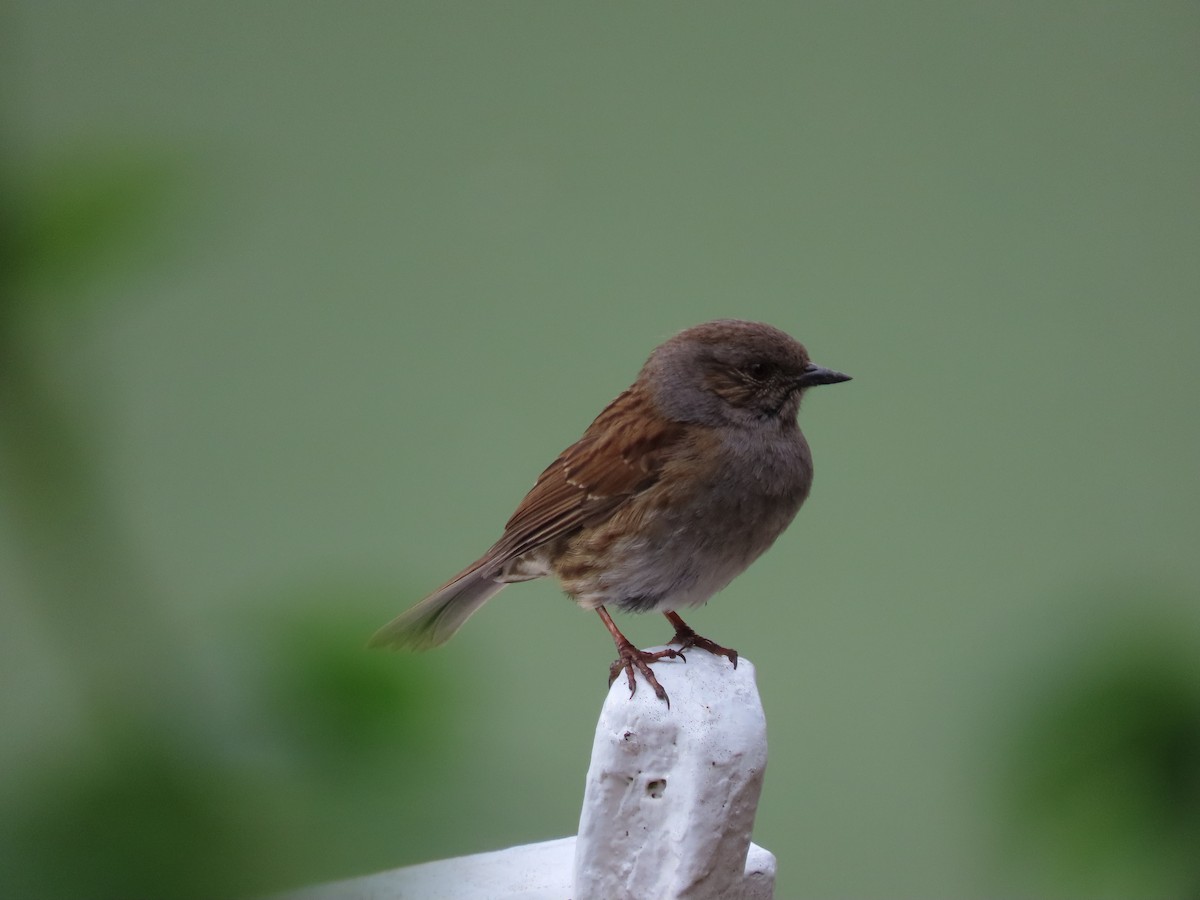 Accenteur mouchet - ML645843479