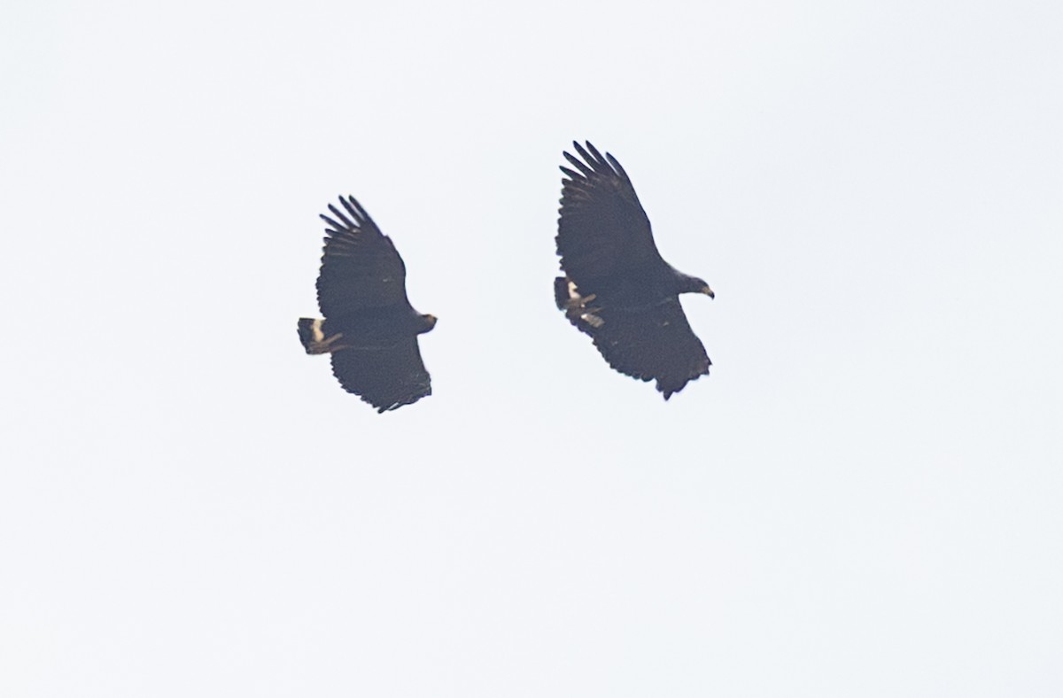 Buse solitaire - ML645843480