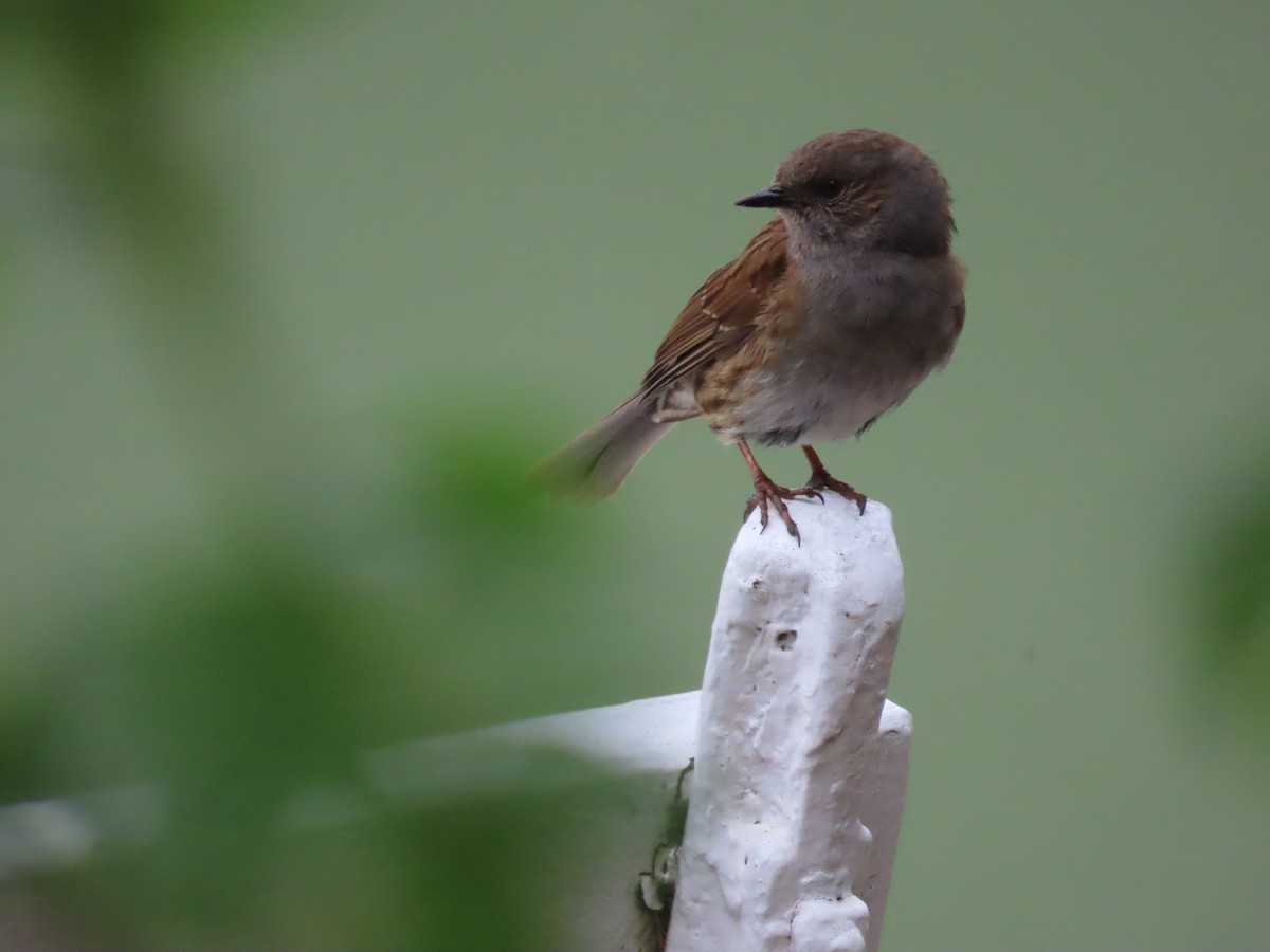 Accenteur mouchet - ML645843482