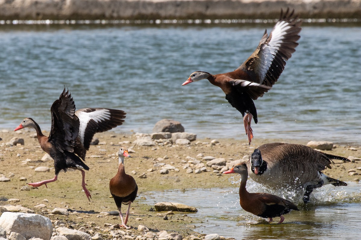 Канад галуу - ML645843483