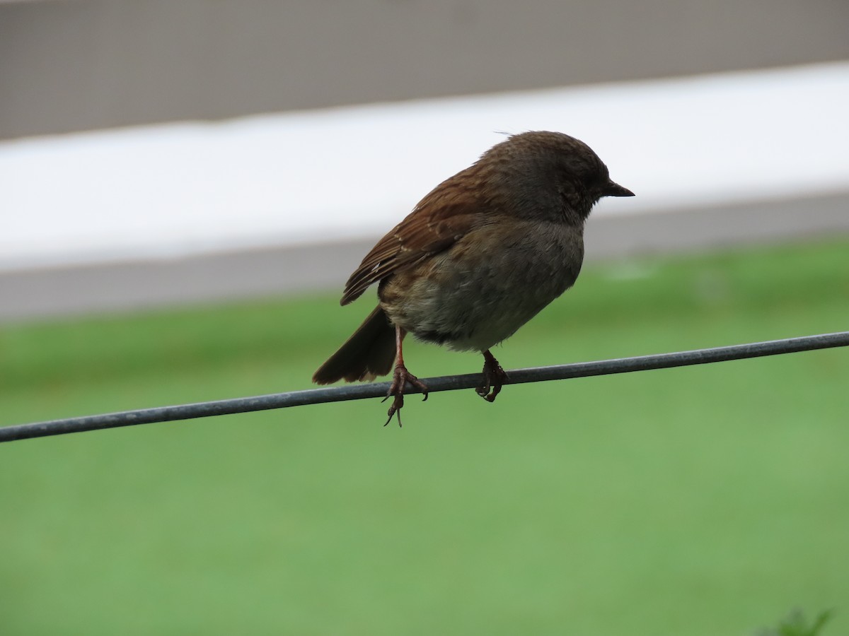 Accenteur mouchet - ML645843486