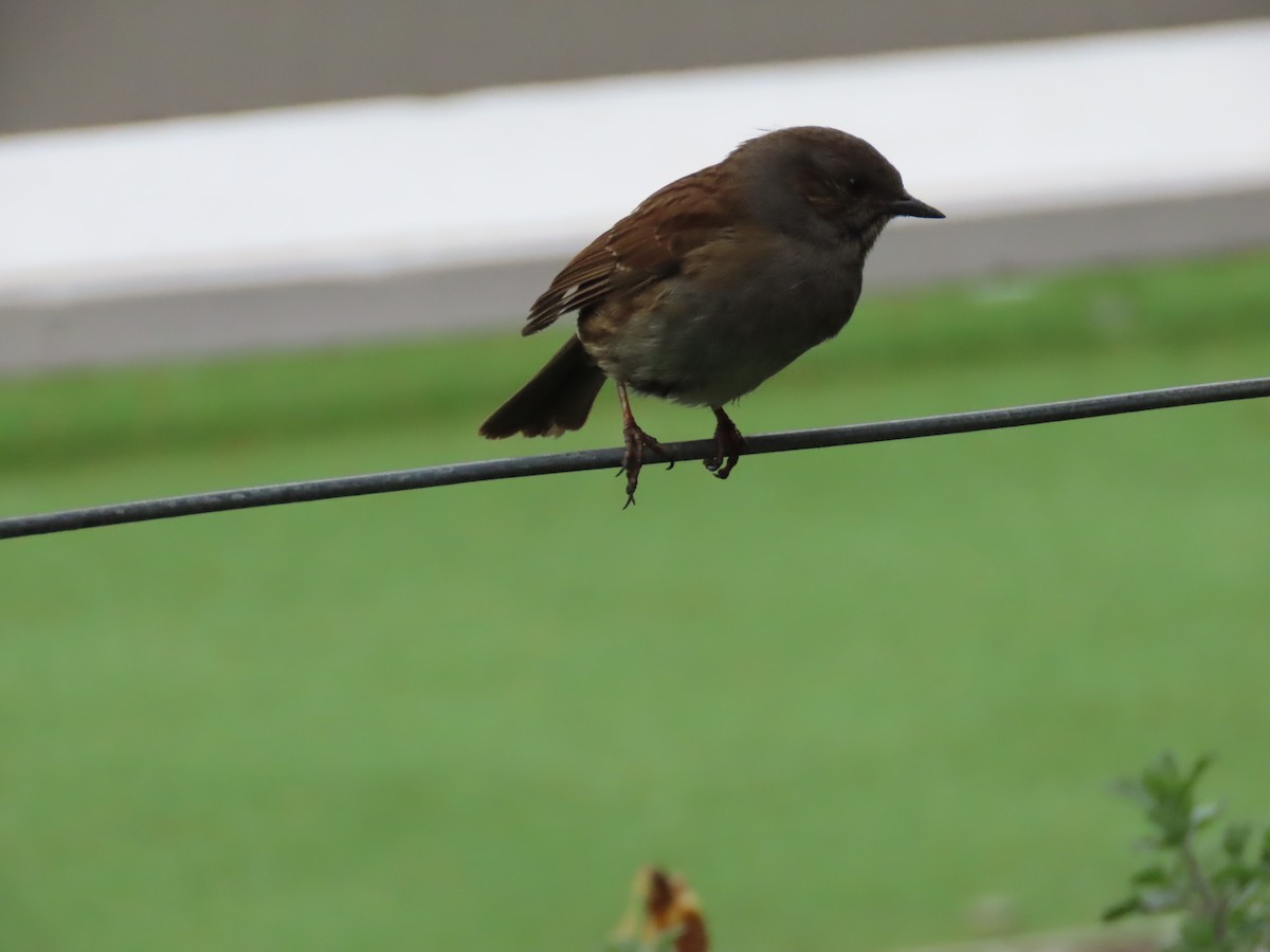 Accenteur mouchet - ML645843488