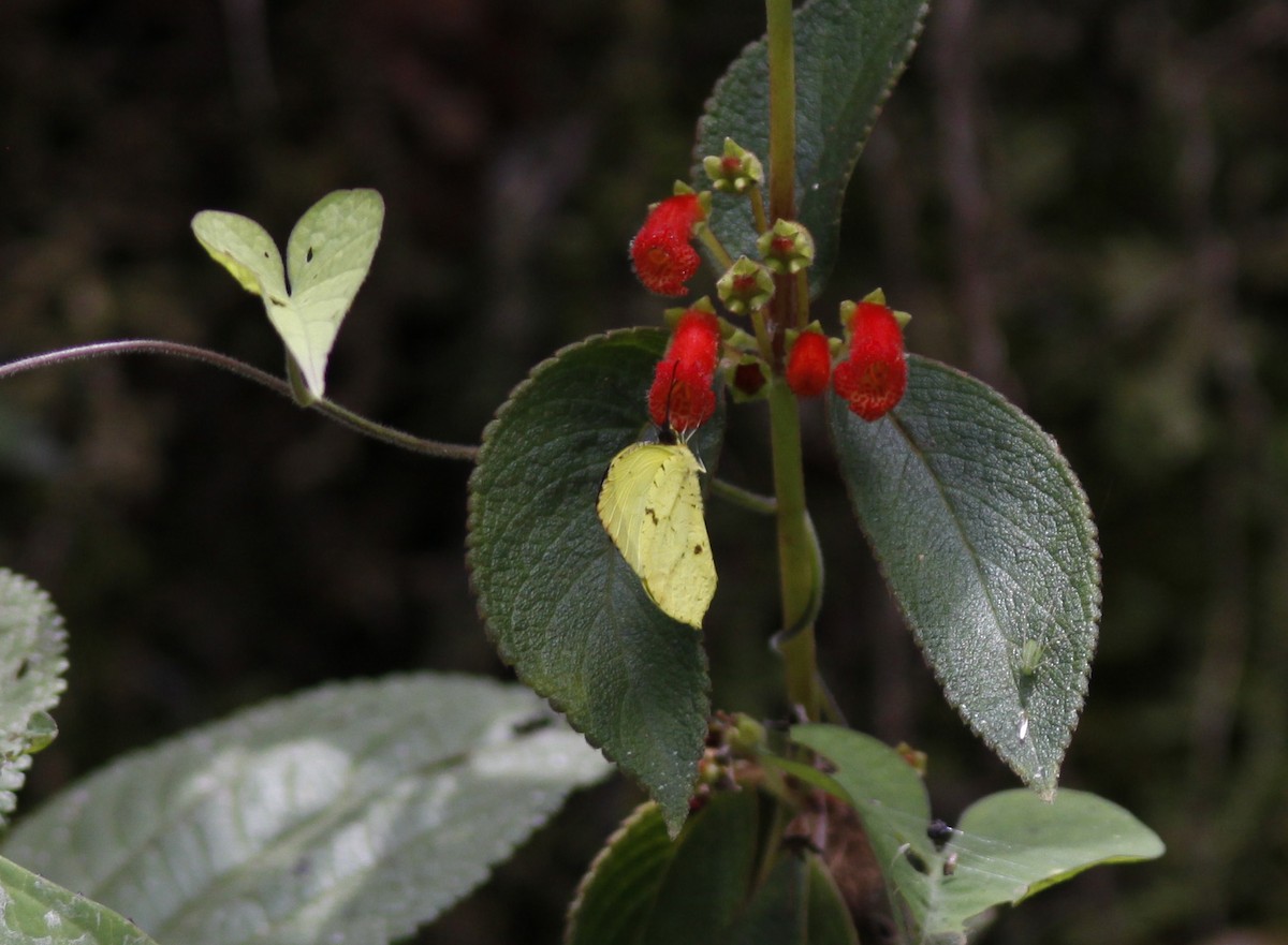 Tropical Yellow - ML645843489