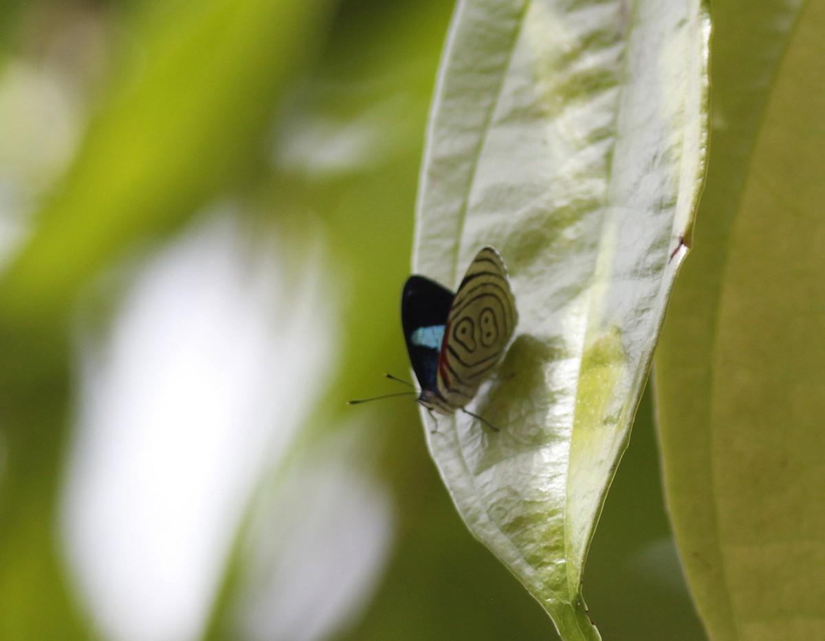 Neglected Eighty-eight - ML645843490