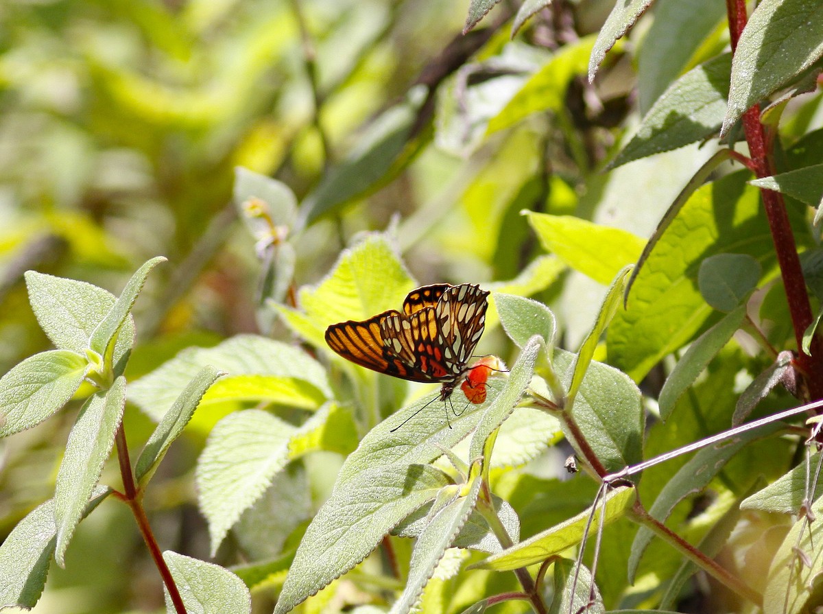Andean Silverspot - ML645843491