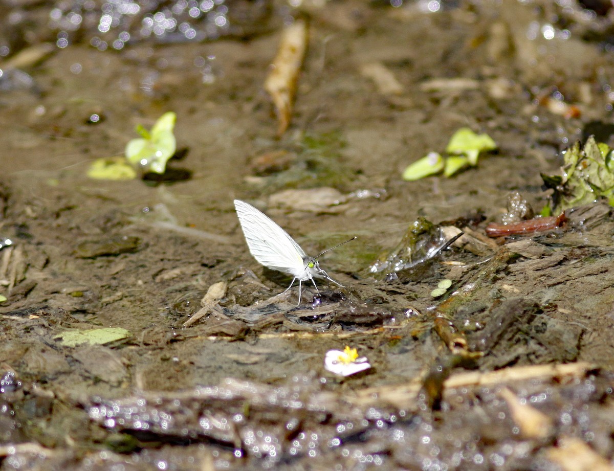 Green-eyed White - ML645843492