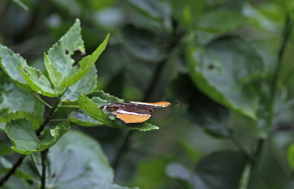 Rusty-tipped Page - ML645843495