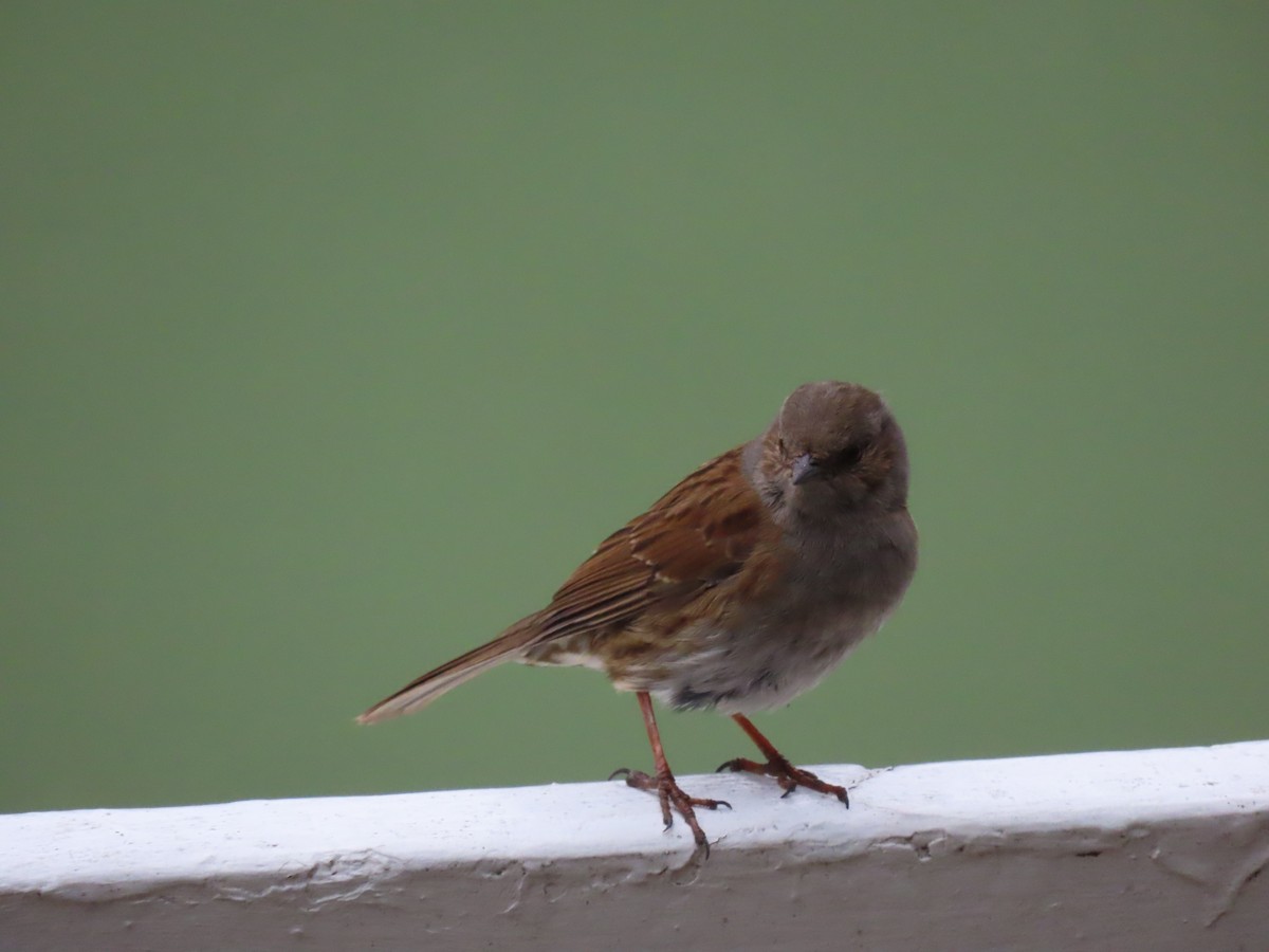 Accenteur mouchet - ML645843496