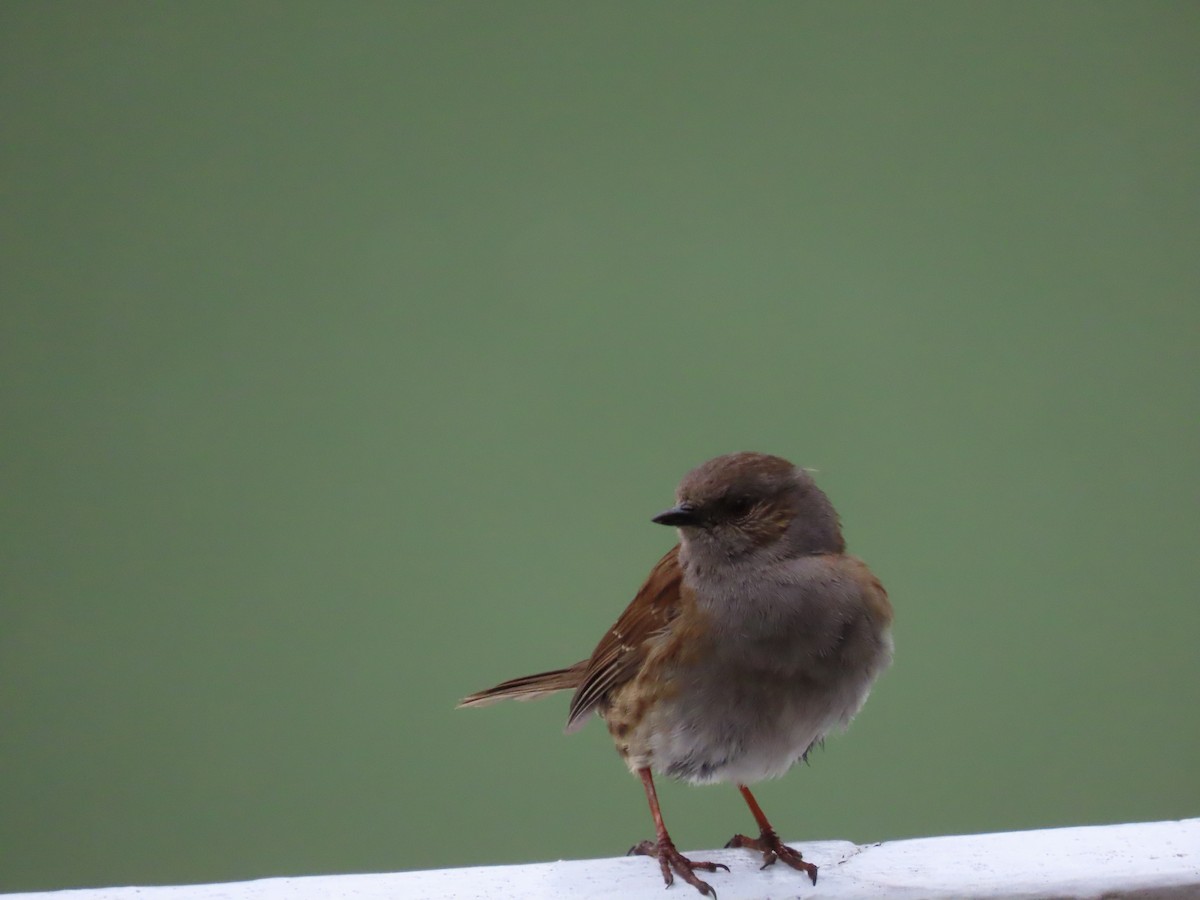 Accenteur mouchet - ML645843500