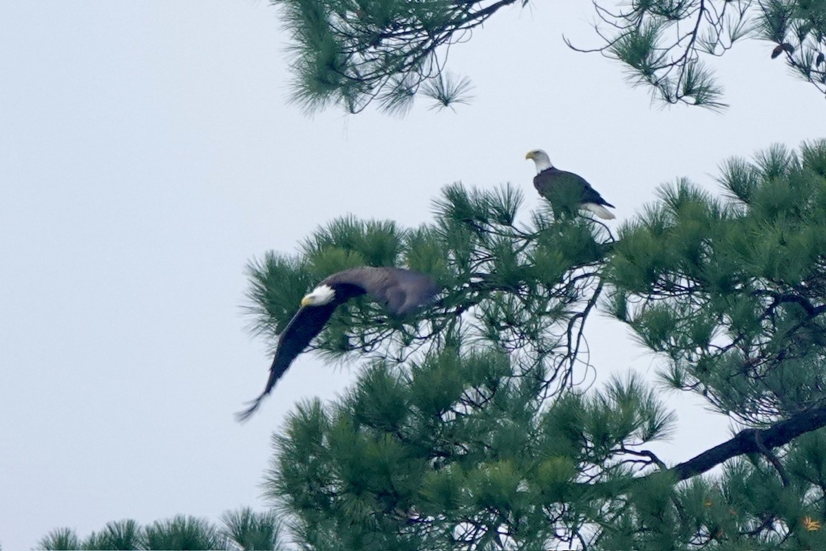 Pygargue à tête blanche - ML645843502