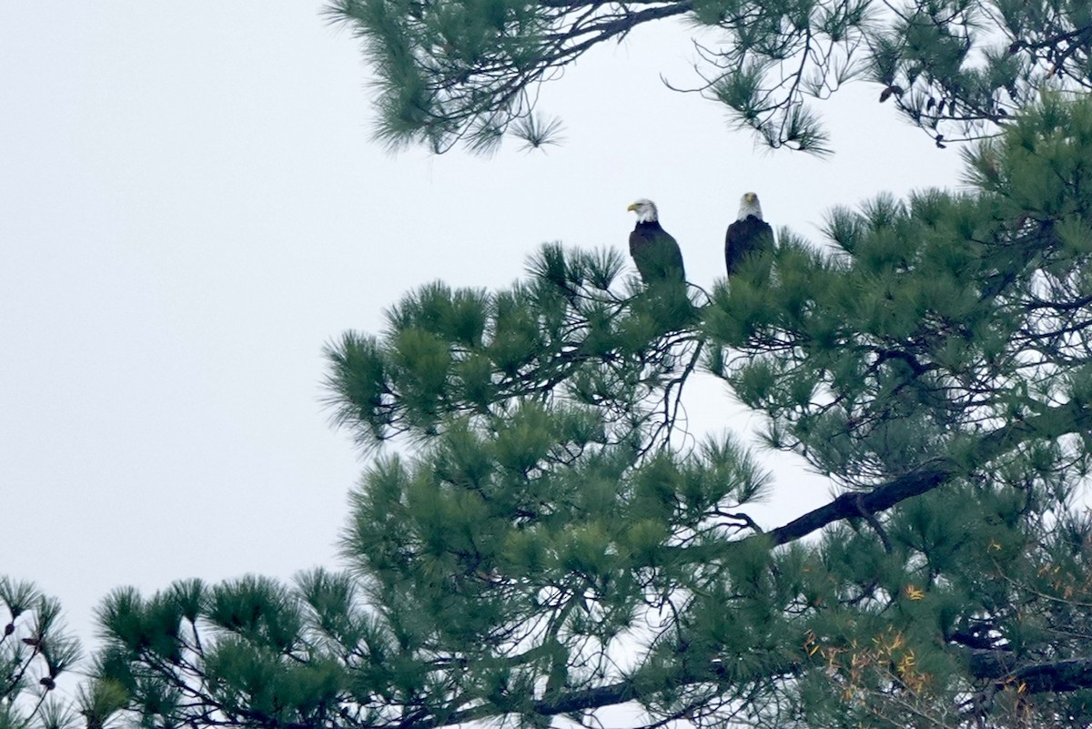 Pygargue à tête blanche - ML645843503