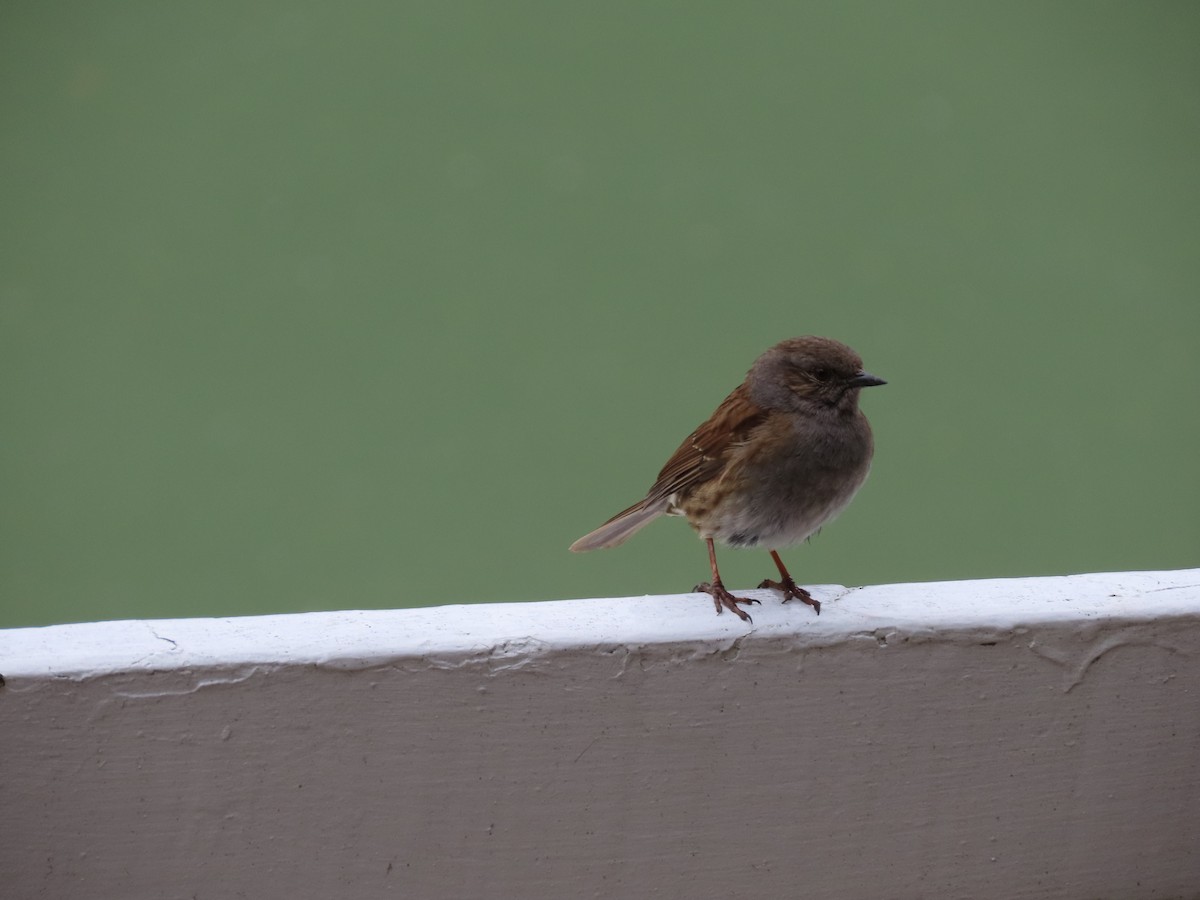 Accenteur mouchet - ML645843506