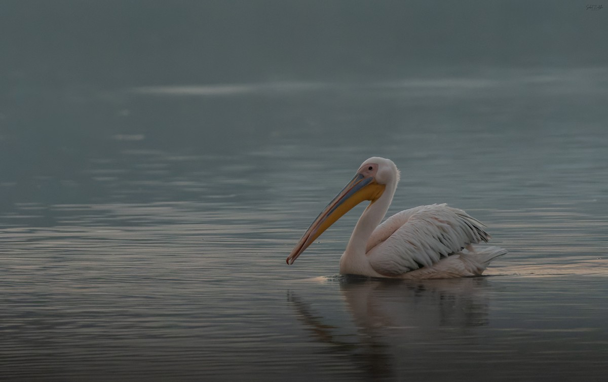 Great White Pelican - ML645843518