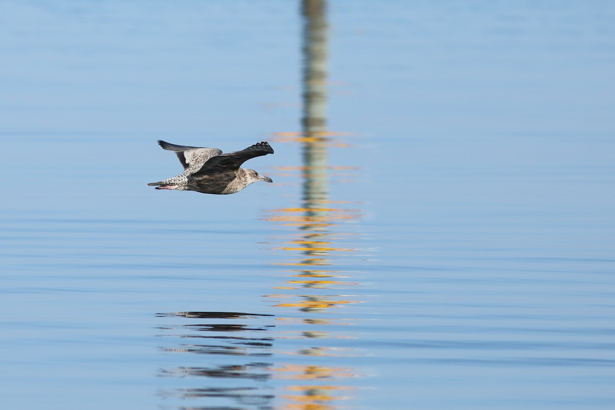 American Herring Gull - ML645843519