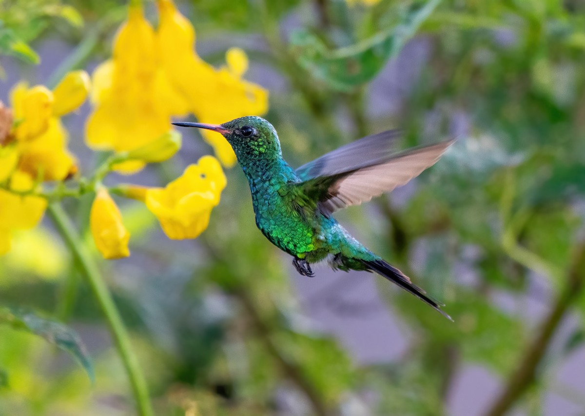 Canivet's Emerald - ML645843521