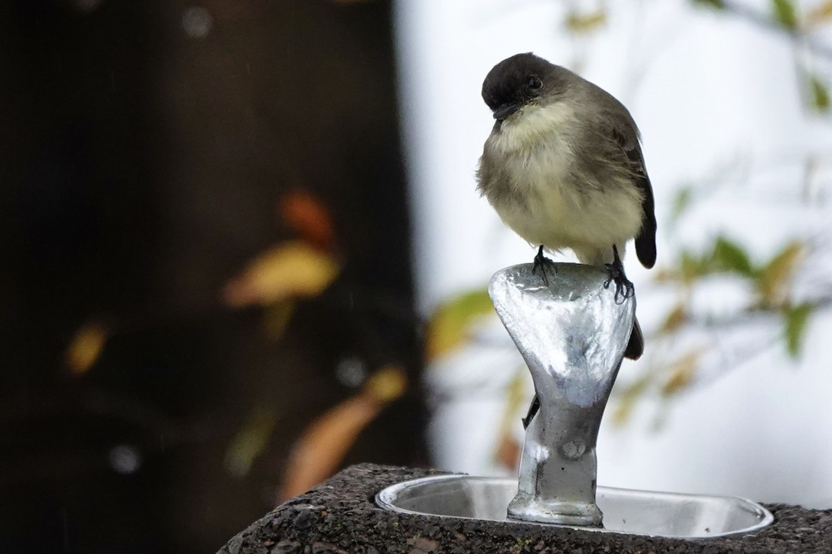 Moucherolle phébi - ML645843522