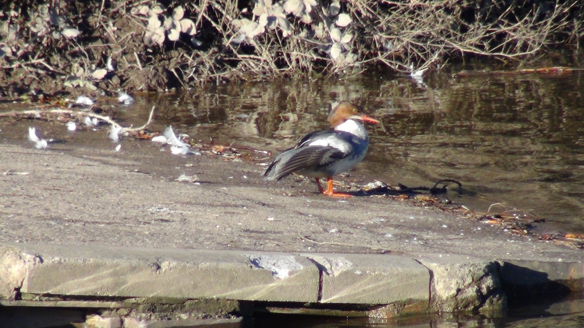 Common Merganser - ML645843524