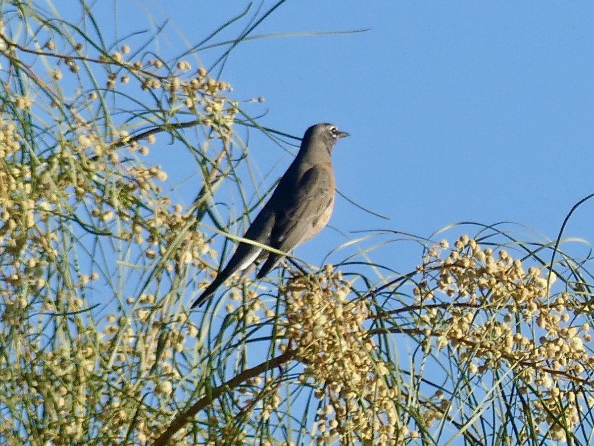 American Robin - ML645843526