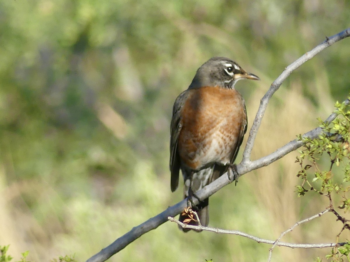 American Robin - ML645843527