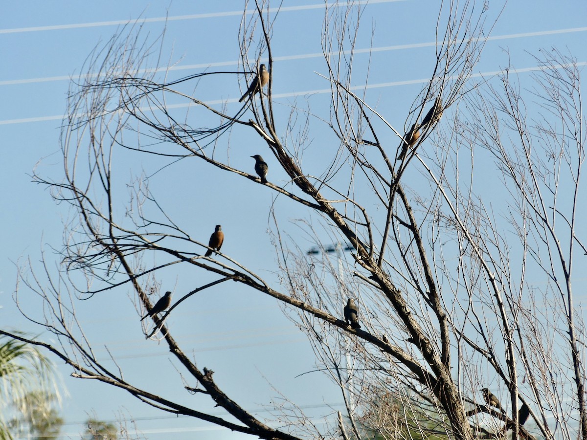 American Robin - ML645843528