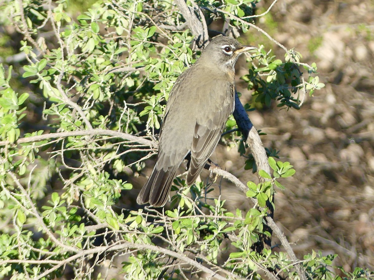 American Robin - ML645843529