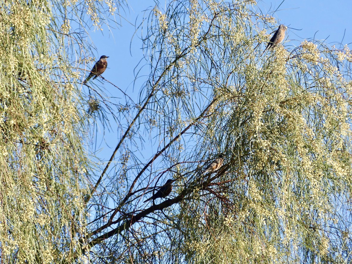 American Robin - ML645843530