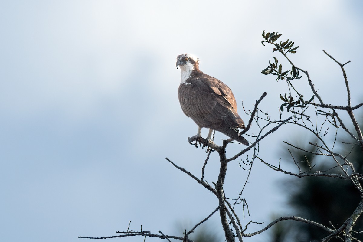 Osprey - ML645843533