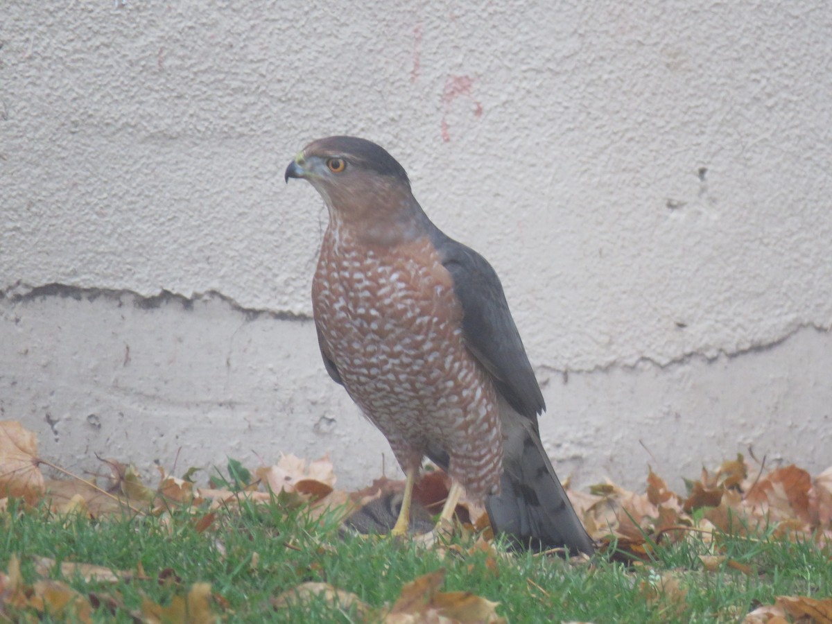 Cooper's Hawk - ML645843536
