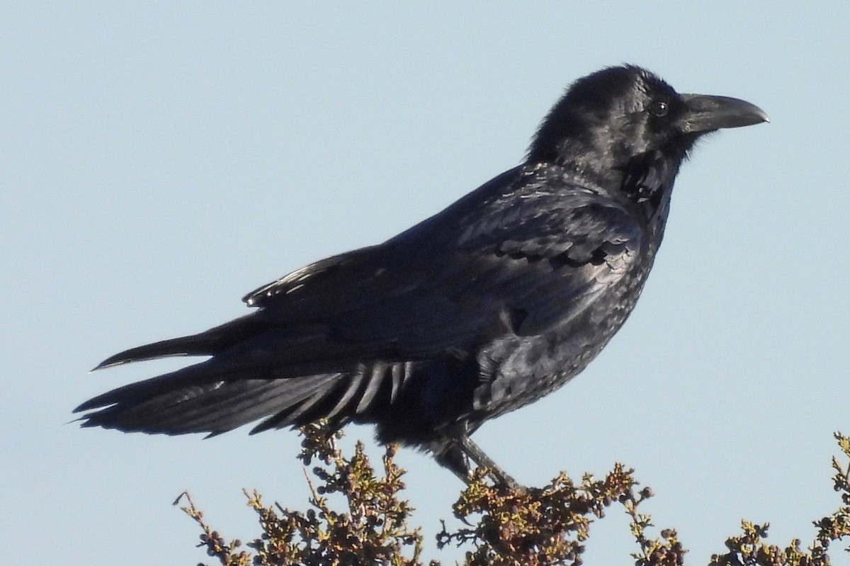 Common Raven - ML645843549