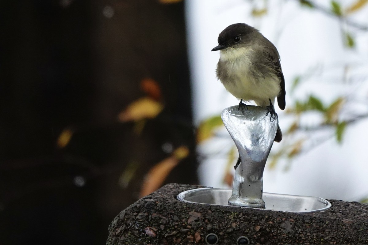 Moucherolle phébi - ML645843550