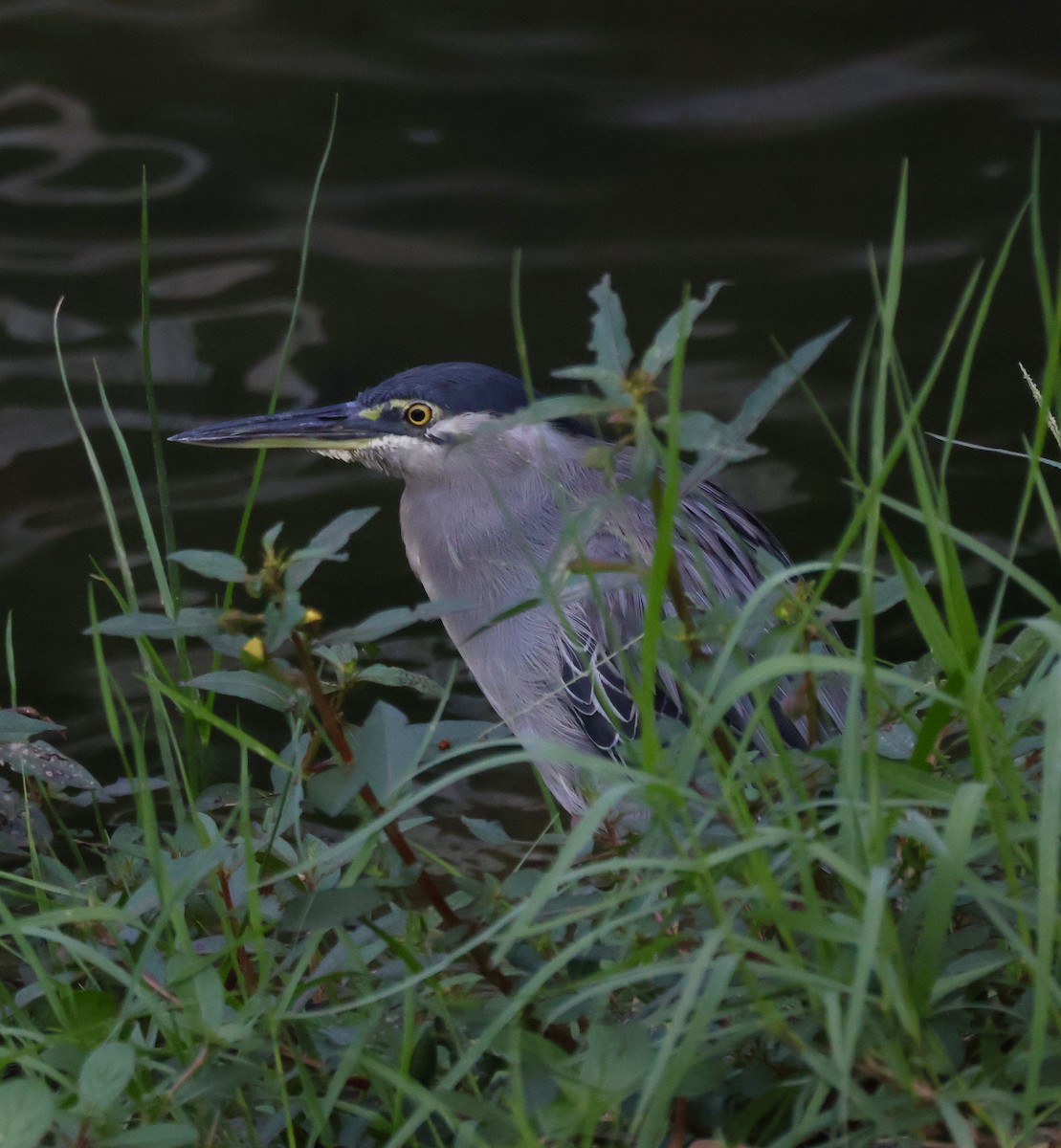 Little Heron - ML645843559