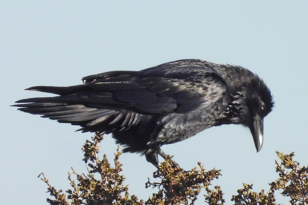 Common Raven - ML645843562