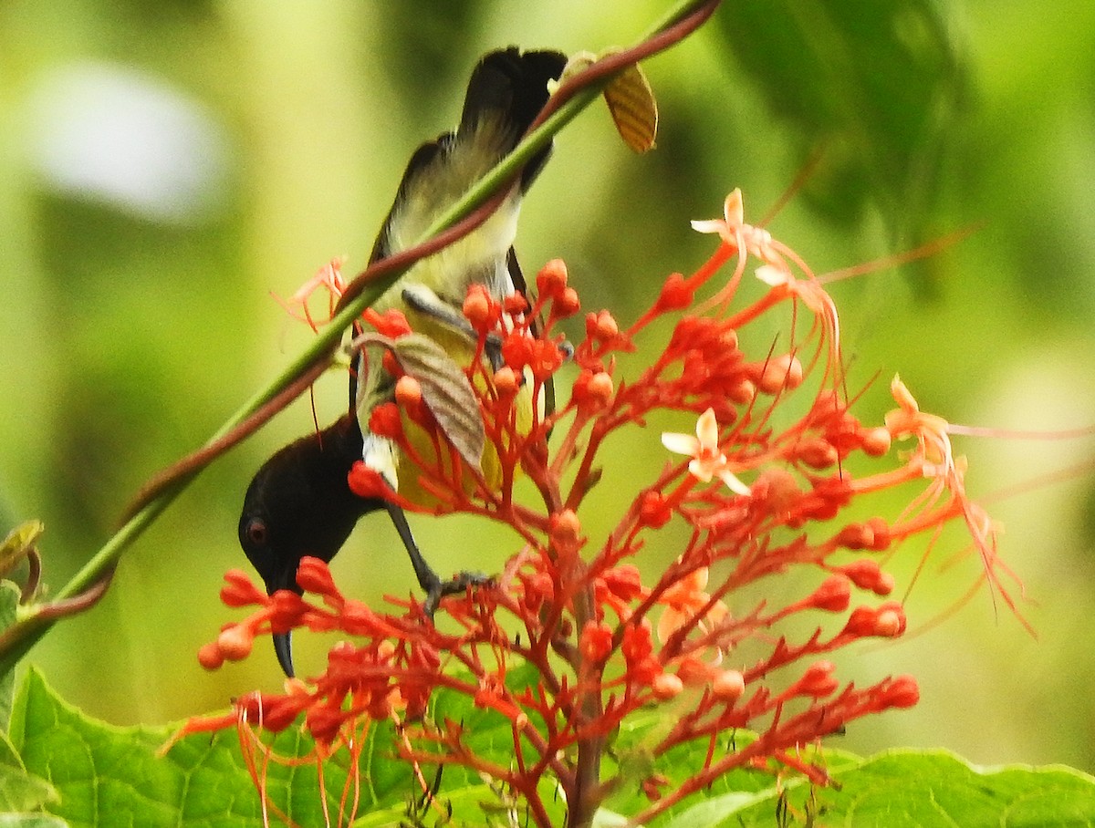 Purple-rumped Sunbird - ML645843568