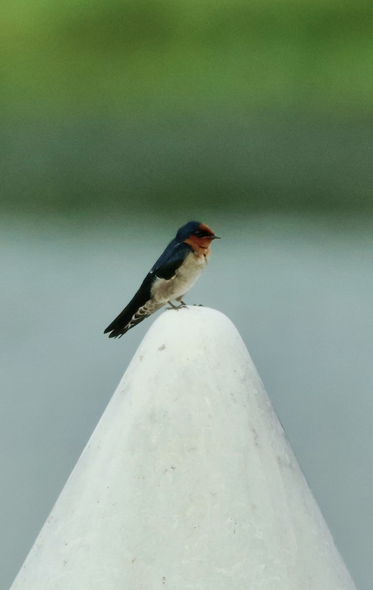 Pacific Swallow - ML645843590