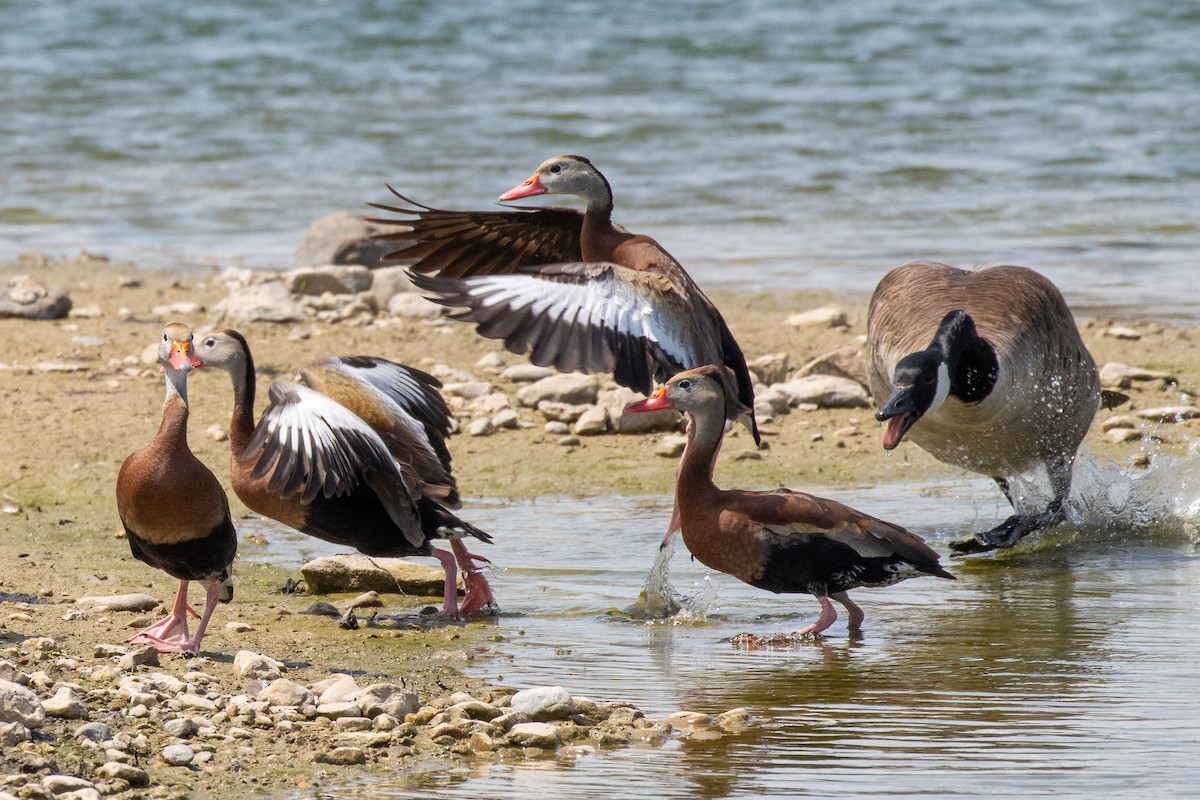 Канад галуу - ML645843608