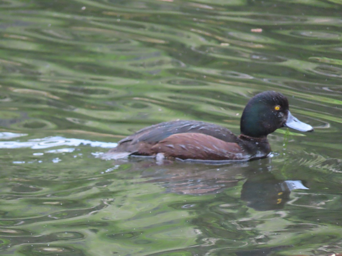 Yeni Zelanda Patkası - ML645843611