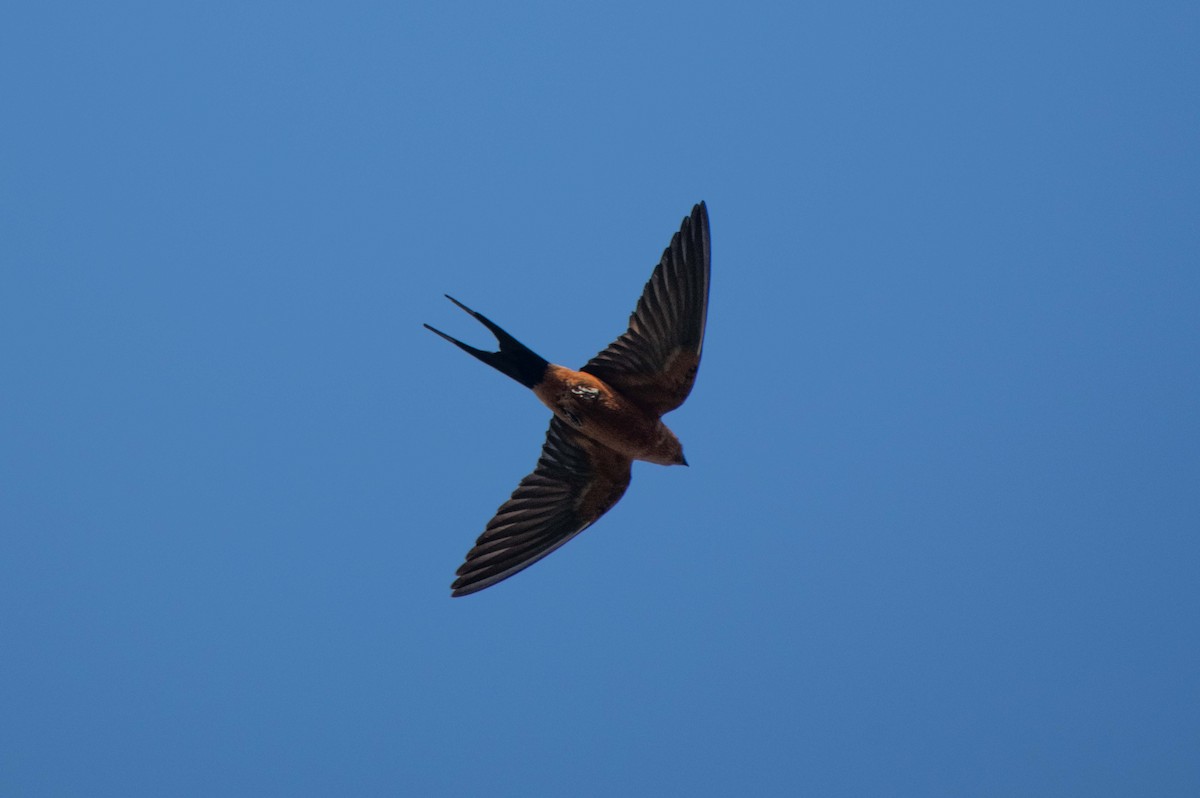 Rufous-bellied Swallow - ML645843617