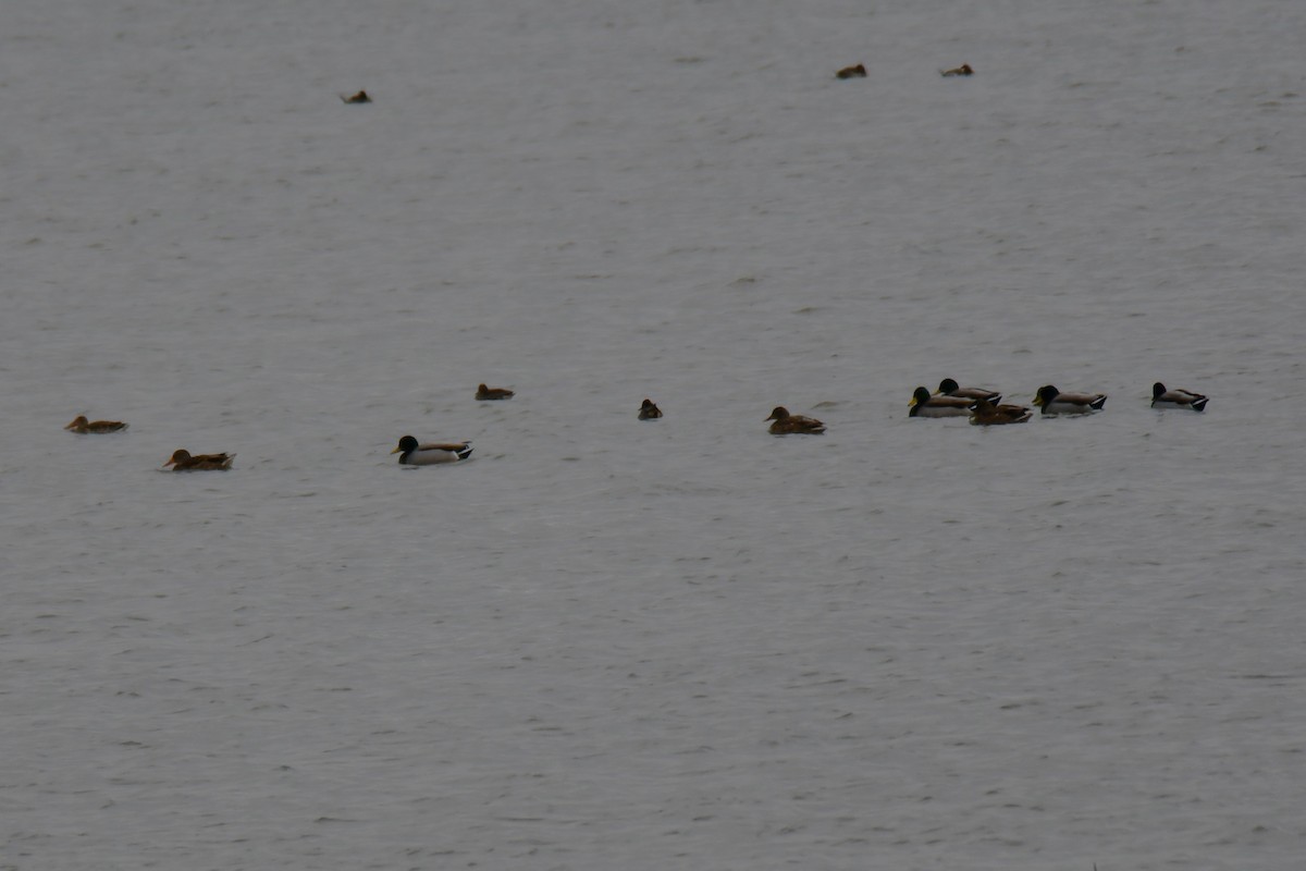 Mallard - ML645843618