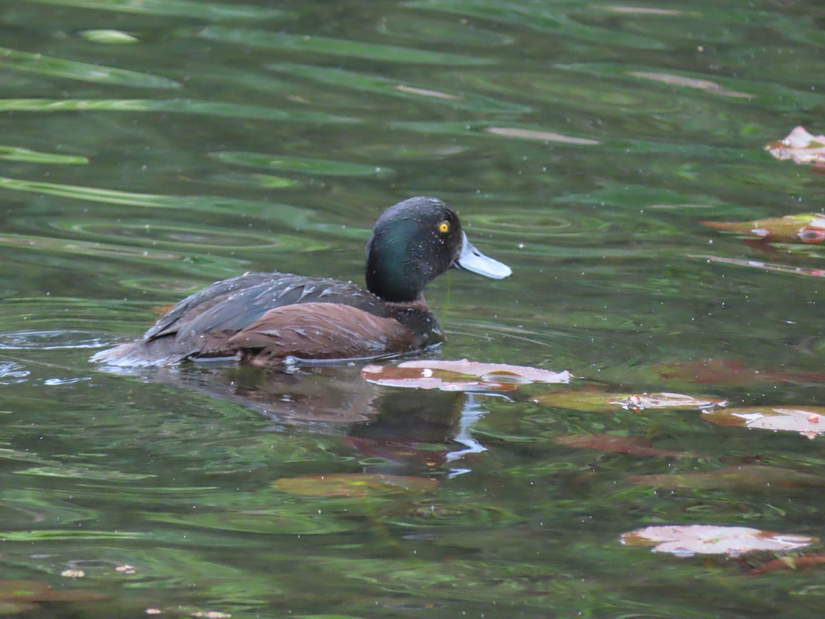 New Zealand Scaup - ML645843619