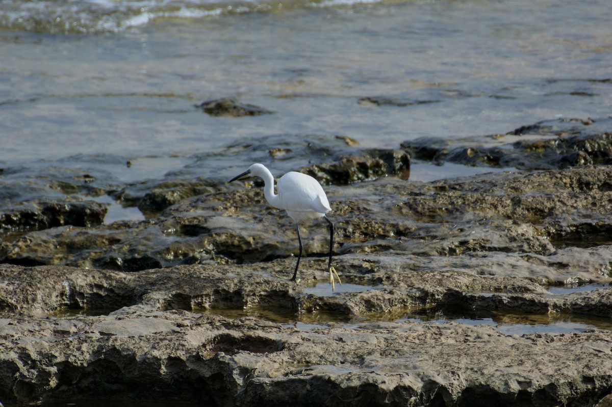Little Egret - ML645843620