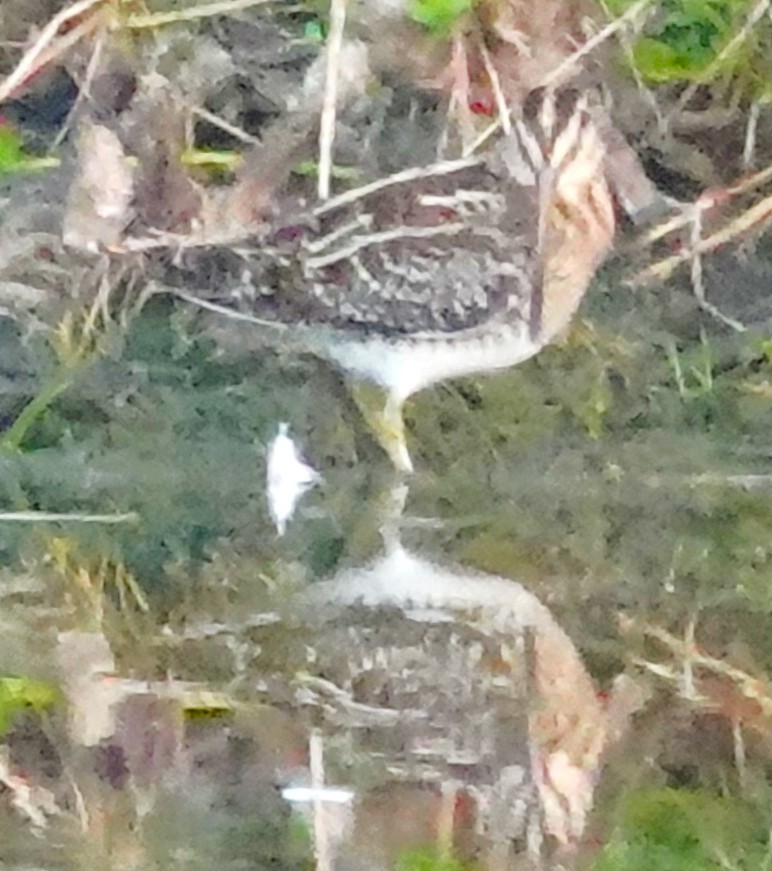 Wilson's Snipe - ML645843621