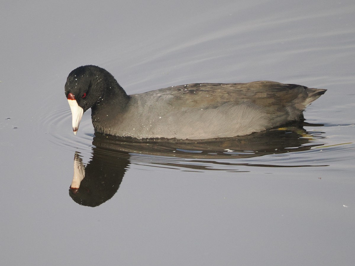 American Coot - ML645843622