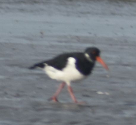 Eurasian Oystercatcher - ML645843627
