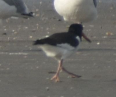 Eurasian Oystercatcher - ML645843628