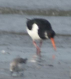 Eurasian Oystercatcher - ML645843629