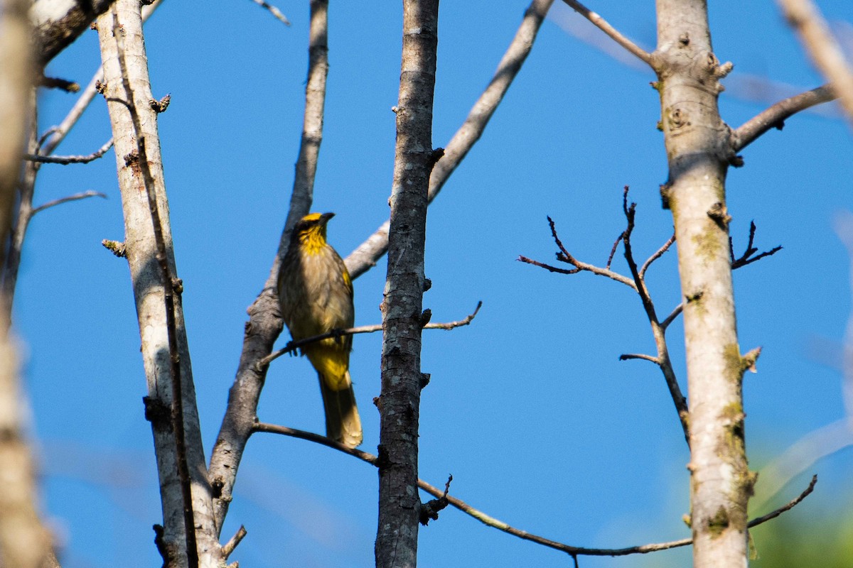 Stripe-throated Bulbul - ML645843630