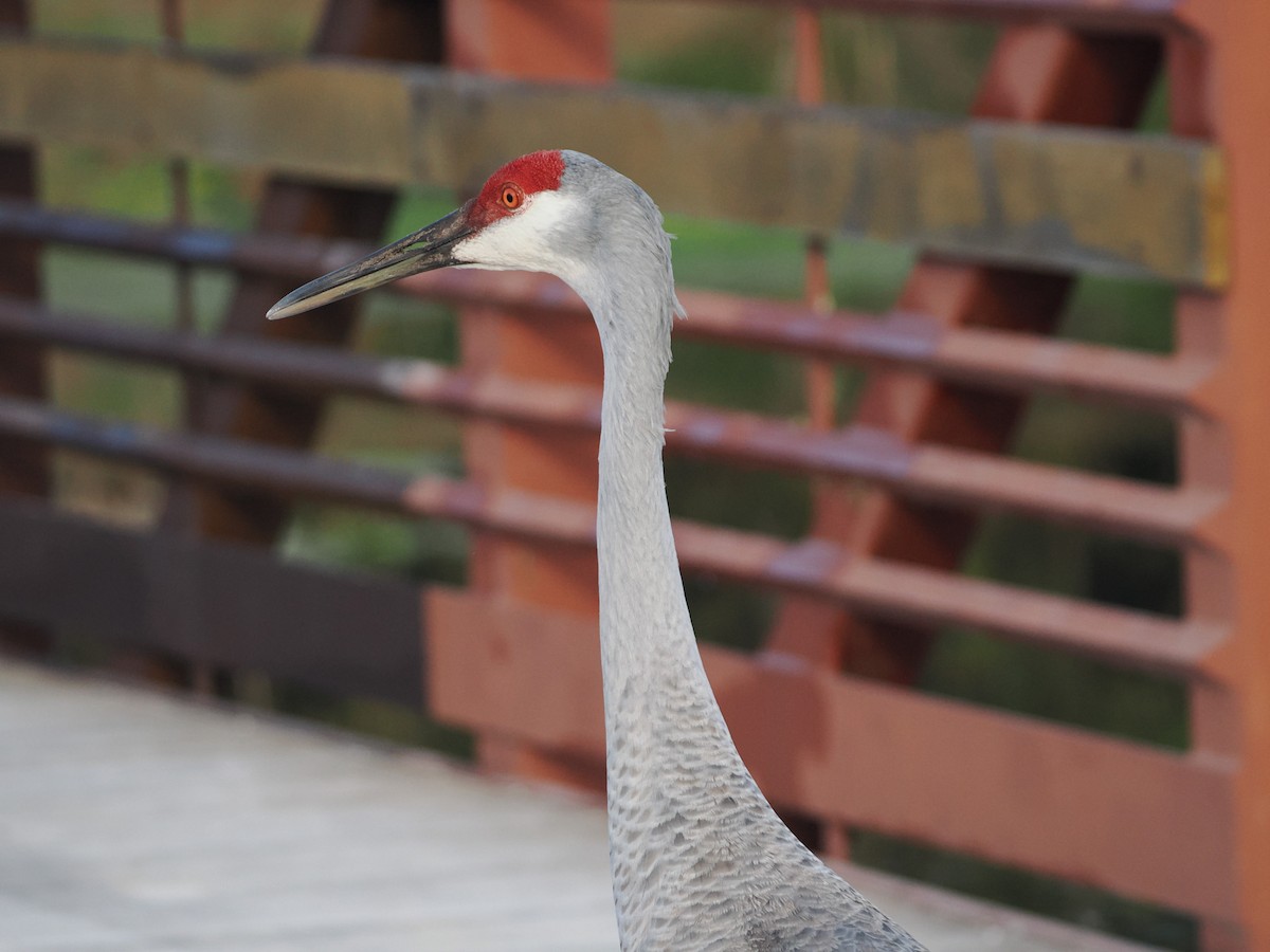 Sandhill Crane - ML645843631