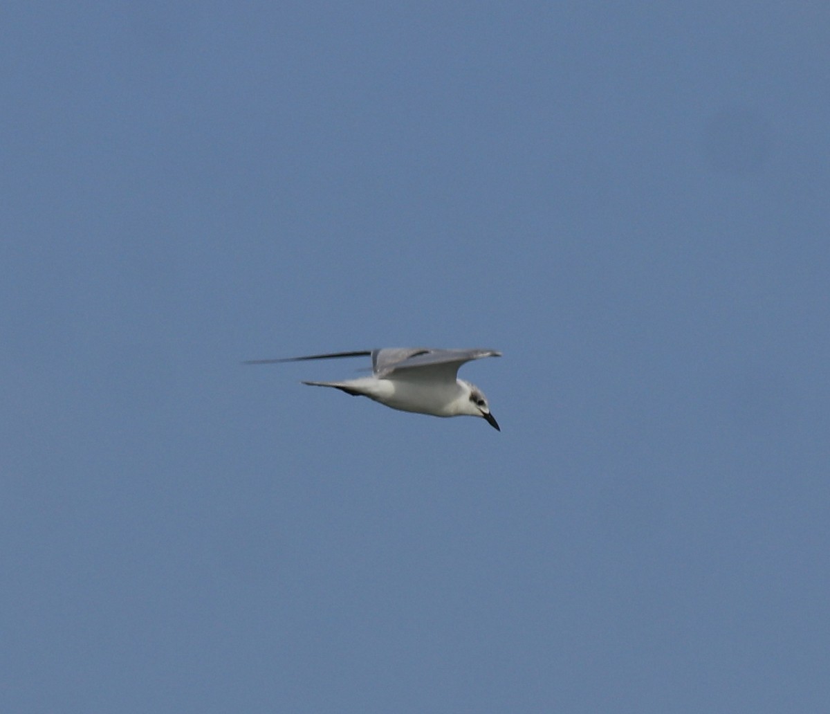 large tern sp. - ML645843634