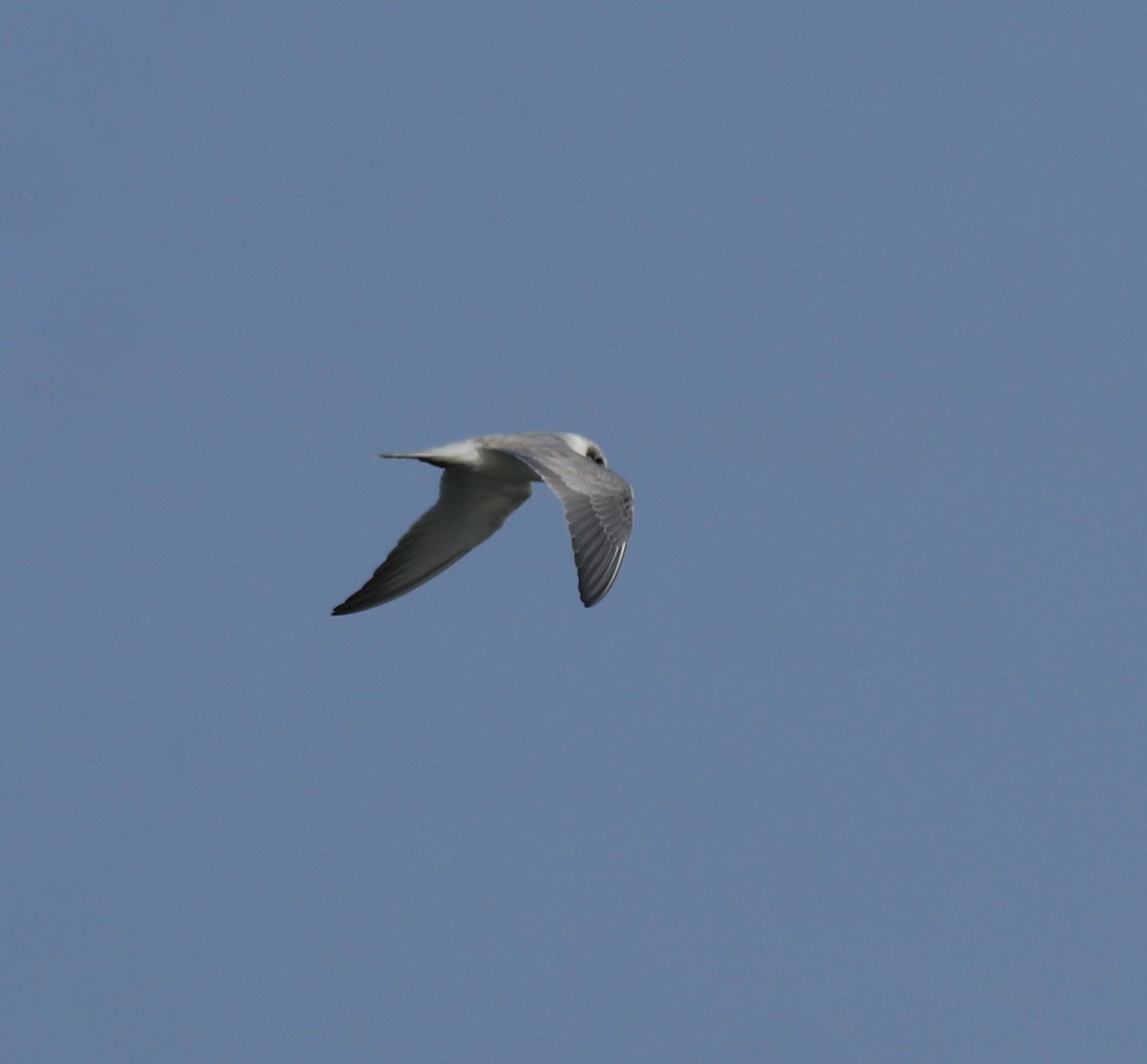 large tern sp. - ML645843635